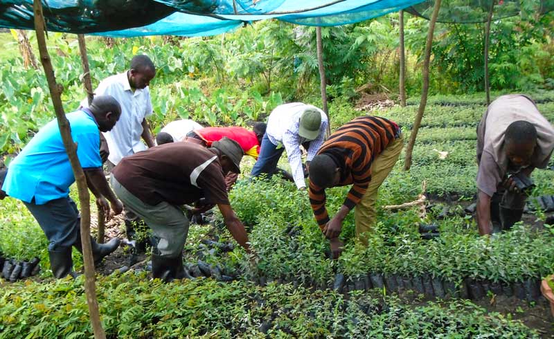 Nursery-bed-management