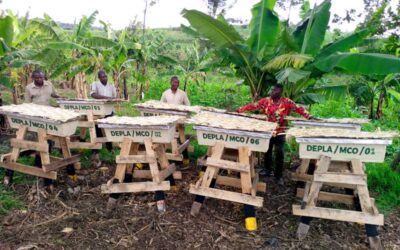 Honey That Heals Communities